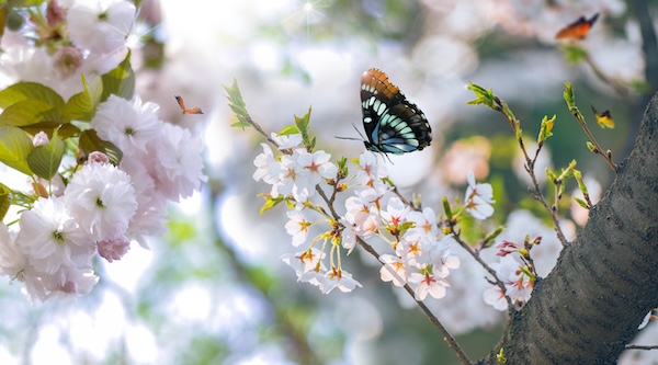摄图网_401004472_春暖花开（企业商用）.jpg